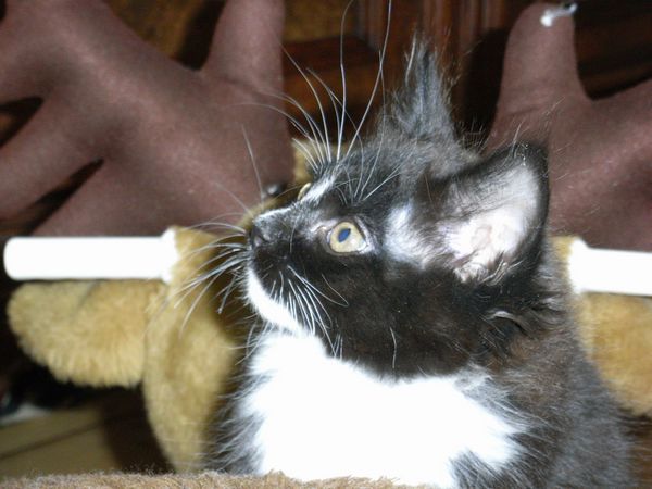 Undercover-Coon´s Electra Bild 66