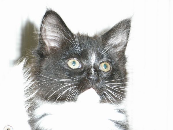 Undercover-Coon´s Electra Bild 68