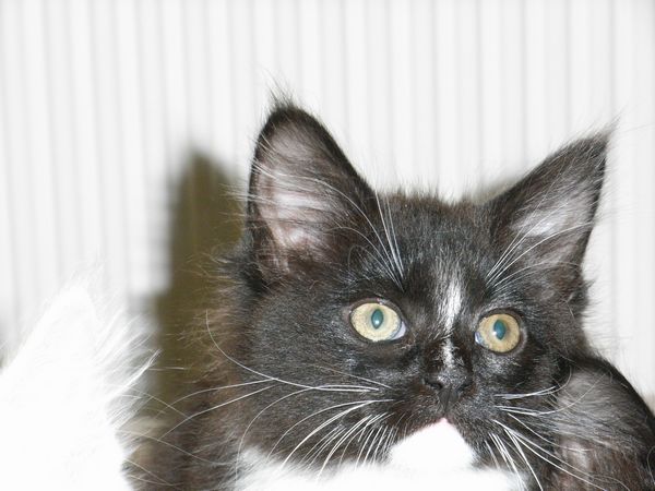 Undercover-Coon´s Electra Bild 69
