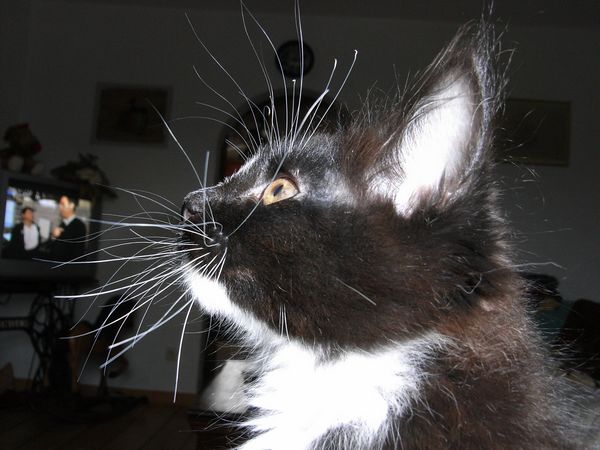 Undercover-Coon´s Electra Bild 72