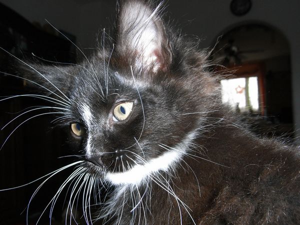 Undercover-Coon´s Electra Bild 73