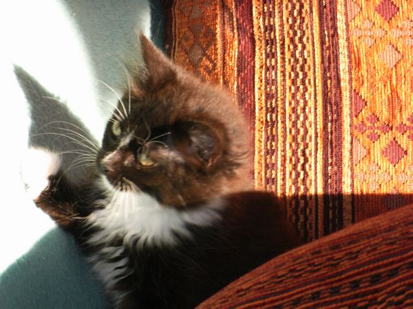 Undercover-Coon´s Electra Bild 74