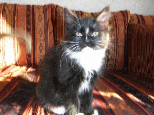 Undercover-Coon´s Electra Bild 75