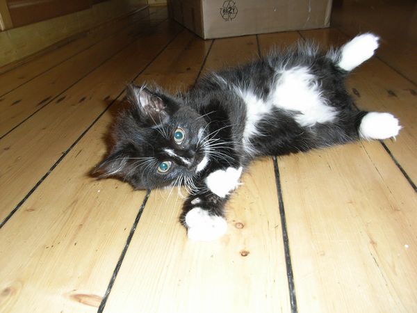 Undercover-Coon´s Electra Bild 76