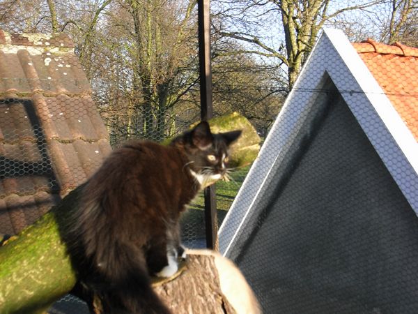 Undercover-Coon´s Electra Bild 83