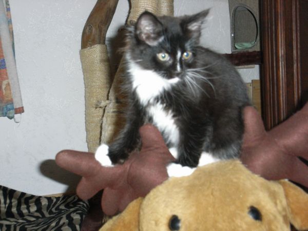 Undercover-Coon´s Electra Bild 85