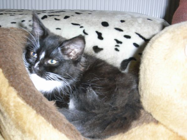 Undercover-Coon´s Electra Bild 87