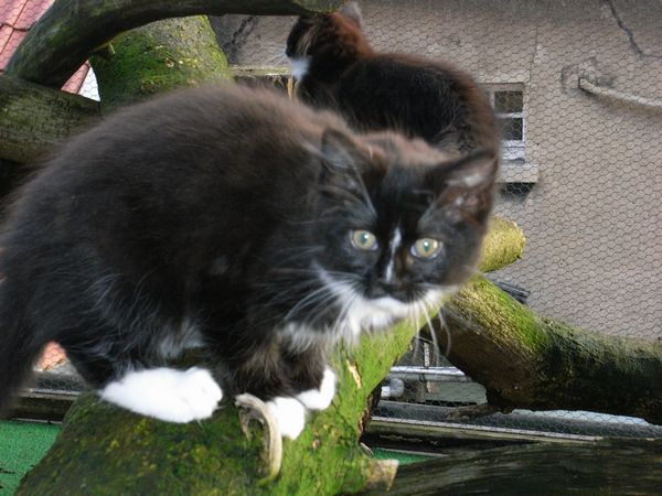 Undercover-Coon´s Electra Bild 90