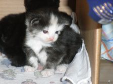 Emma am 03.12.2008 Bild 11