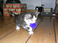 Emma am 02.01.2009 Bild 32