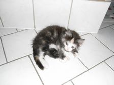 Emma am 09.01.2009 Bild 42