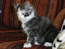 Emma am 25.01.2009 Bild 54