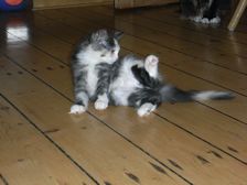 Emma am 05.02.2009 Bild 65