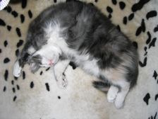 Emma am 01.02.2009 Bild 66