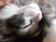 Emma am 06.02.2009 Bild 70