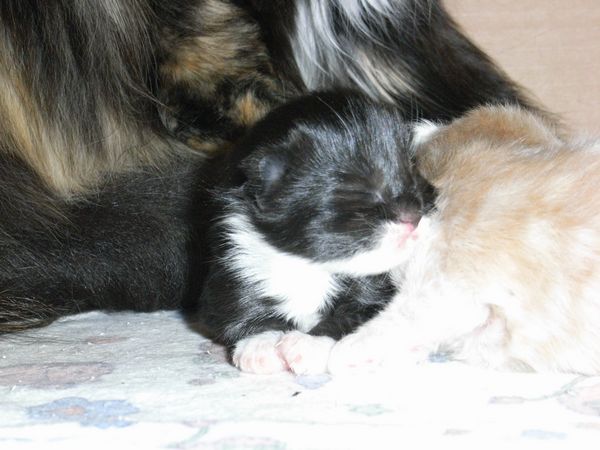 Undercover-Coon´s Evita Bild 3