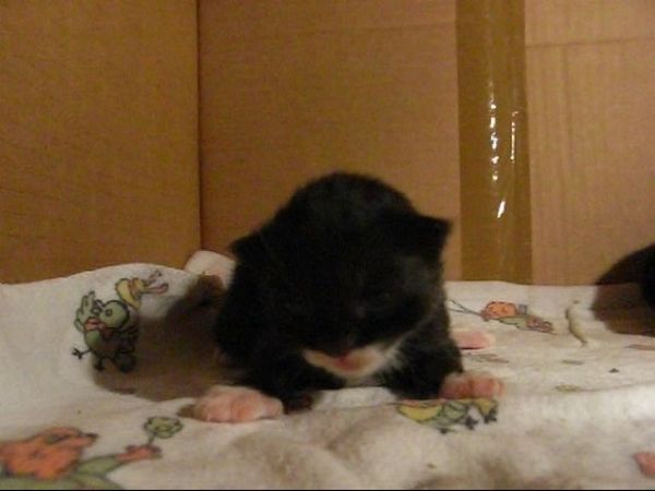 Undercover-Coon´s Evita Bild 7