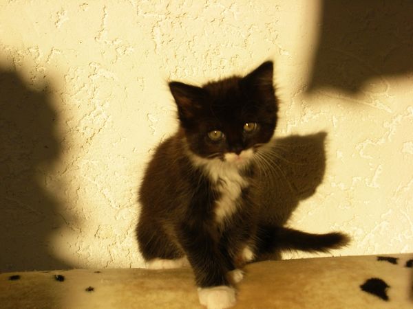 Undercover-Coon´s Evita Bild 36