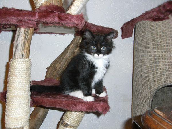 Undercover-Coon´s Evita Bild 58