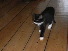 Evita am 29.01.2009 Bild 71