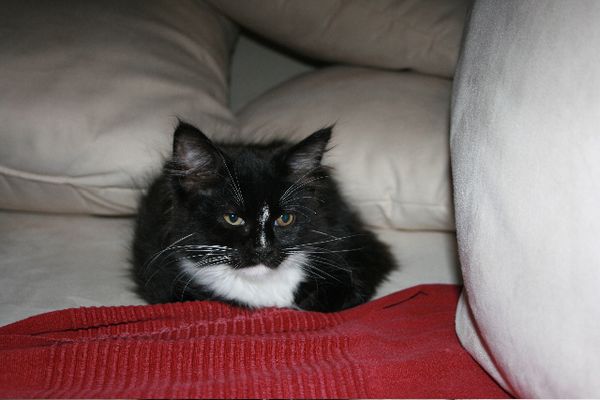 Undercover-Coon´s Electra Bild 1