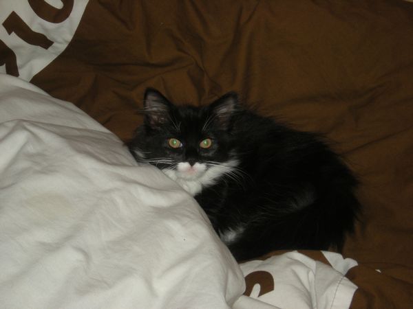 Undercover-Coon´s Tess (Evita) Bild 3