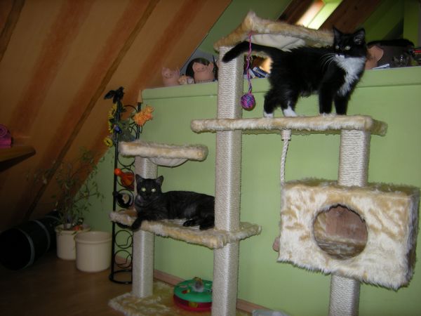 Undercover-Coon´s Tess (Evita) Bild 6