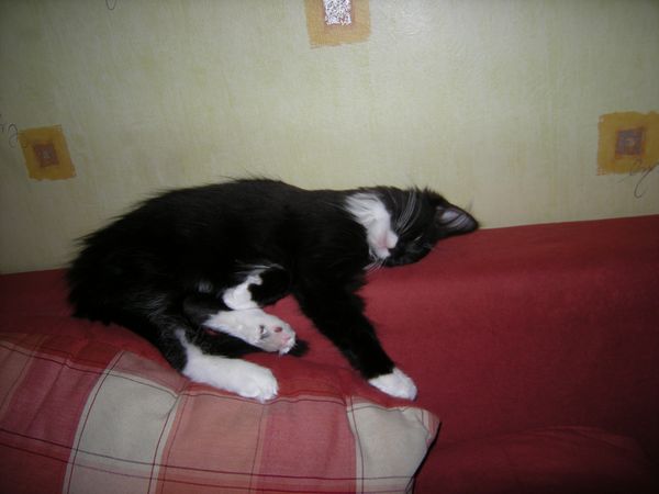 Undercover-Coon´s Tess (Evita) Bild 7