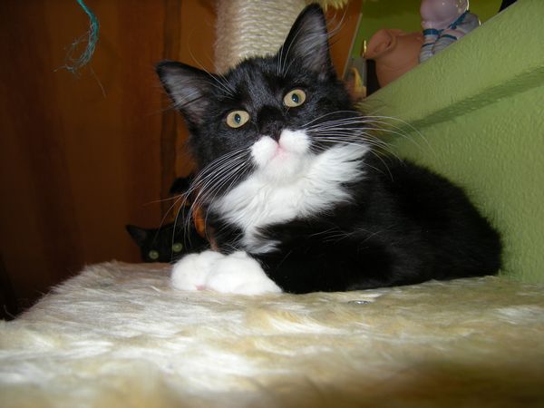 Undercover-Coon´s Tess (Evita) Bild 10