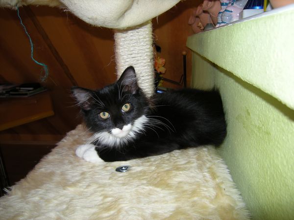 Undercover-Coon´s Tess (Evita) Bild 11