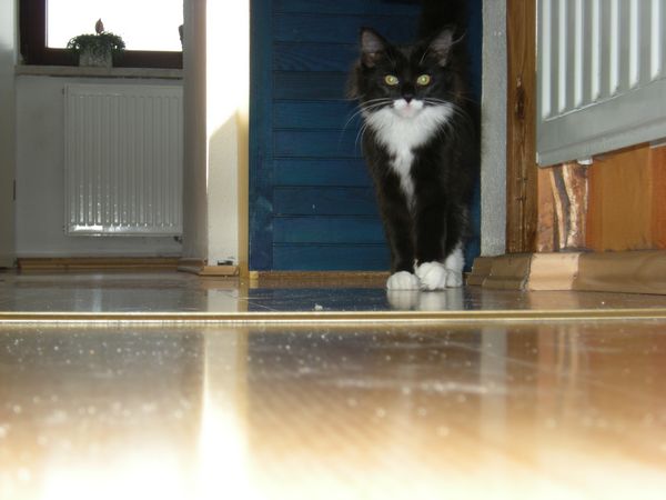Undercover-Coon´s Tess (Evita) Bild 12