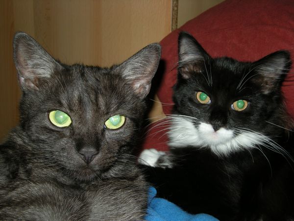 Undercover-Coon´s Tess (Evita) Bild 13