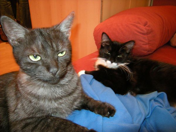 Undercover-Coon´s Tess (Evita) Bild 14
