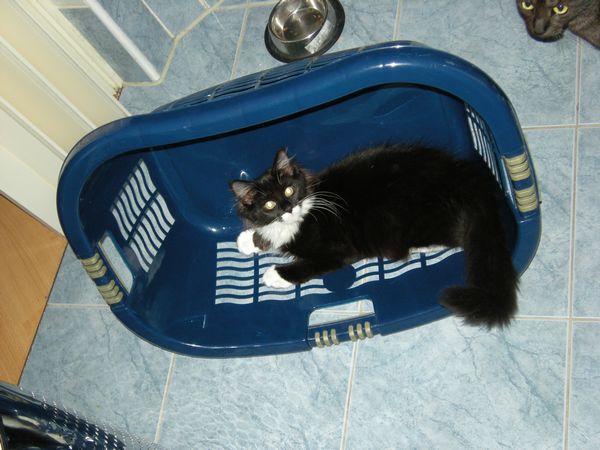 Undercover-Coon´s Tess (Evita) Bild 16