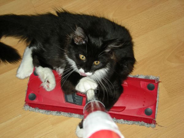 Undercover-Coon´s Tess (Evita) Bild 17