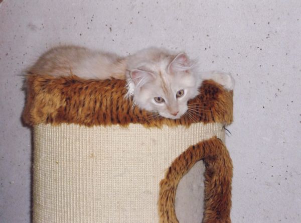 Undercover-Coon´s Timmi (Eddie) Bild 21