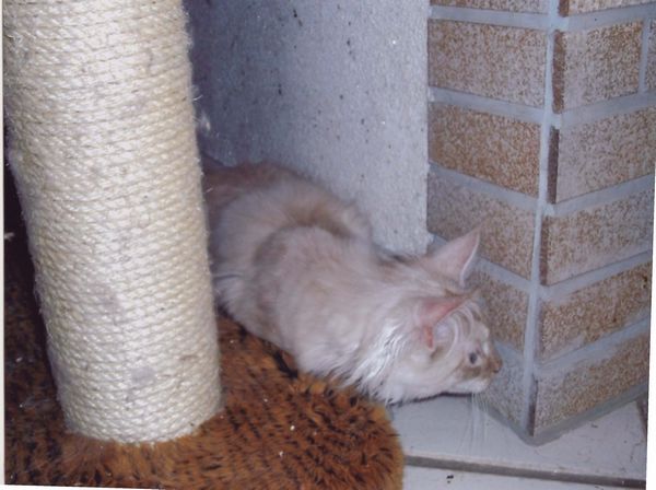 Undercover-Coon´s Timmi (Eddie) Bild 22