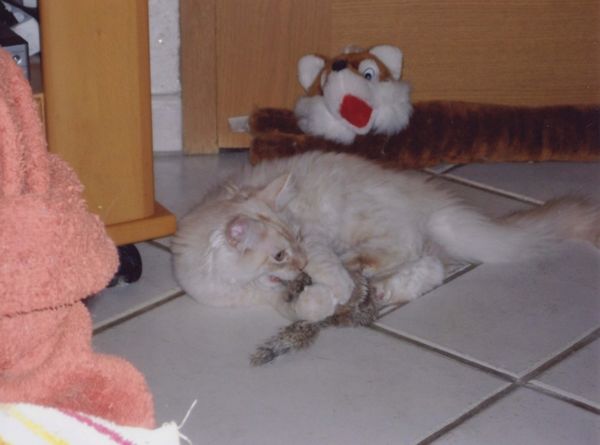 Undercover-Coon´s Timmi (Eddie) Bild 23
