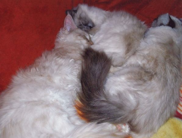 Undercover-Coon´s Timmi (Eddie) Bild 25