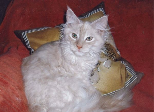 Undercover-Coon´s Timmi (Eddie) Bild 26