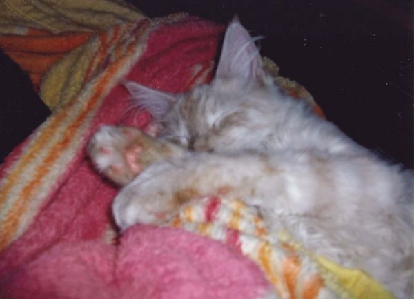 Undercover-Coon´s Timmi (Eddie) Bild 27