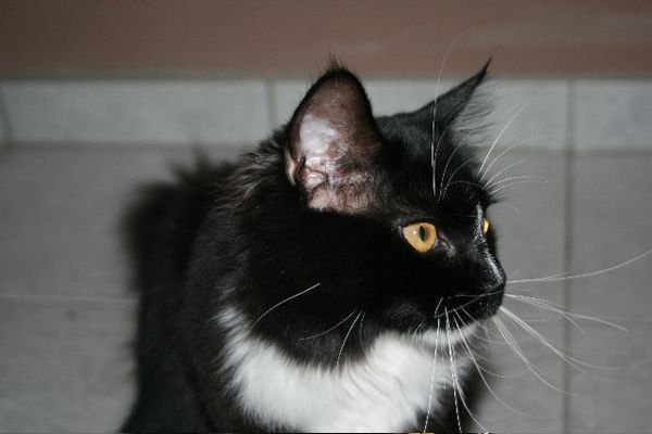 Undercover-Coon´s Electra Bild 28