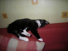 Tess (Evita) am 14.02.2009 Bild 7