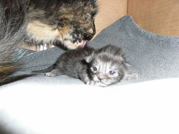 Undercover-Coon´s Flo Bild 4