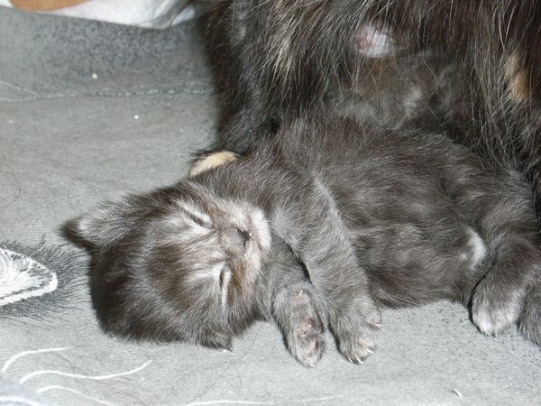 Undercover-Coon´s Flo Bild 6