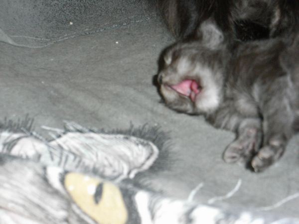 Undercover-Coon´s Flo Bild 7