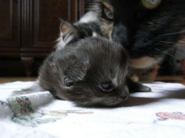 Undercover-Coon´s Flo Bild 9