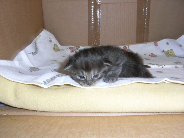 Undercover-Coon´s Flo Bild 11