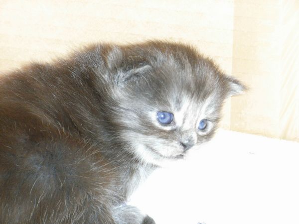 Undercover-Coon´s Flo Bild 15