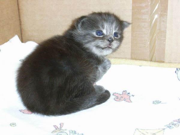 Undercover-Coon´s Flo Bild 16